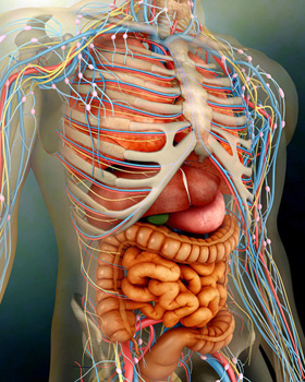 Perspective view of human body, whole organs and bones.